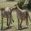 Geparden, Masai Mara